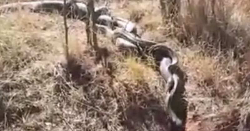 Animais entrela&ccedil;ados chamaram aten&ccedil;&atilde;o nas redes sociais – Foto: Bi&oacute;logo Henrique/Reprodu&ccedil;&atilde;o/ND