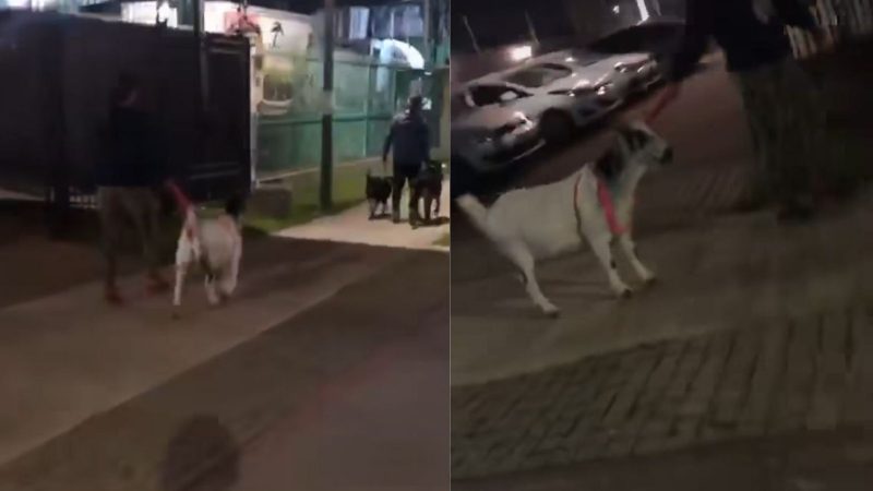 Flagrante de animal inusitado foi feito em rua de Itaja&iacute; – Foto: Kayo Muller/Itaja&iacute; Mil Grau/Reprodu&ccedil;&atilde;o/ND
