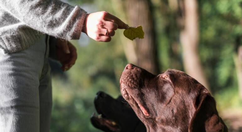 A pesquisa do Censo Animal será aplicada por agentes comunitários no município 