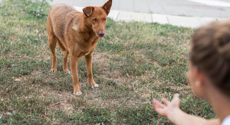 Homem foi flagrado pelo filho abusando sexualmente da cachorra 