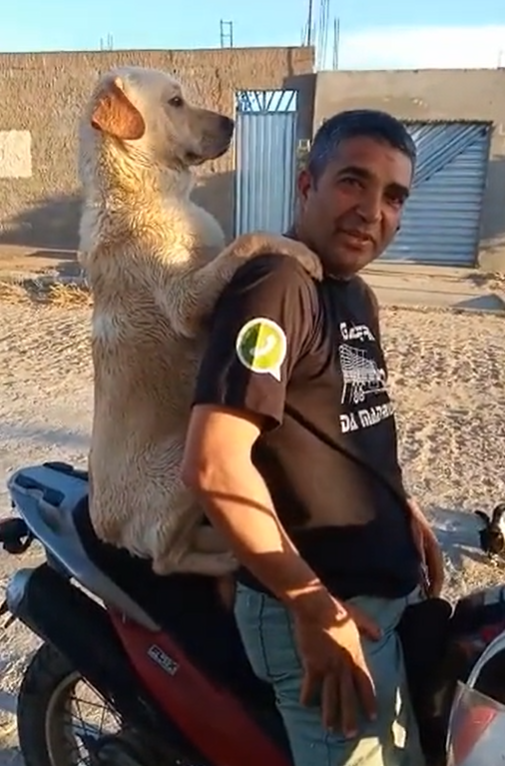 Cachorro Luiz Francisco na garupa da moto