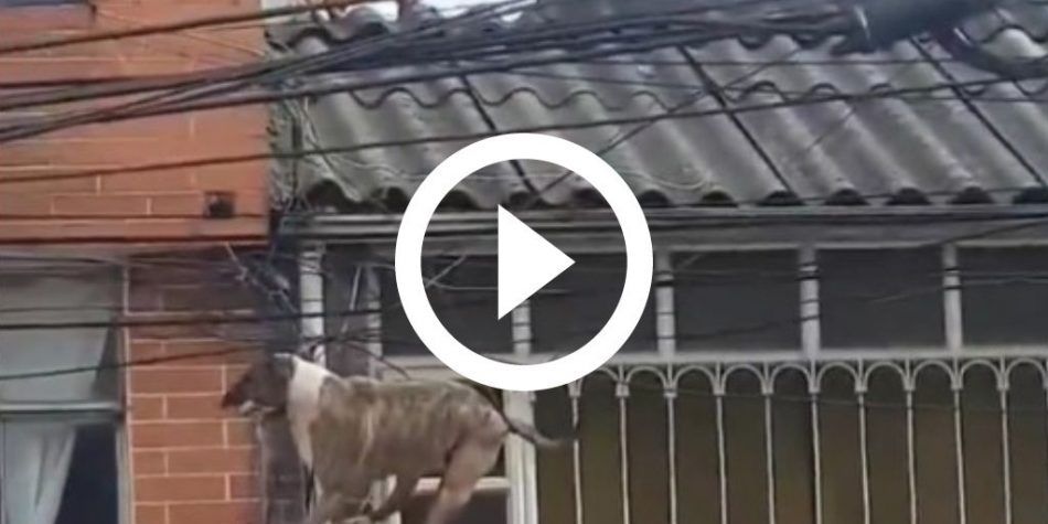 Video: A dog gets stuck in high voltage wires while chasing a cat and marshals a thrilling rescue