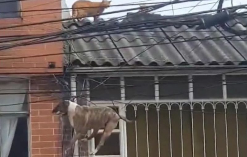 The dog gets caught in the high voltage wires while chasing the cat and mobilizes the rescue