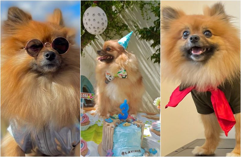 O c&atilde;o Olavinho &eacute; da ra&ccedil;a Lulu da Pomerania e faz o maior sucesso. – Foto: Arquivo Pessoal/Divulga&ccedil;&atilde;o/ND