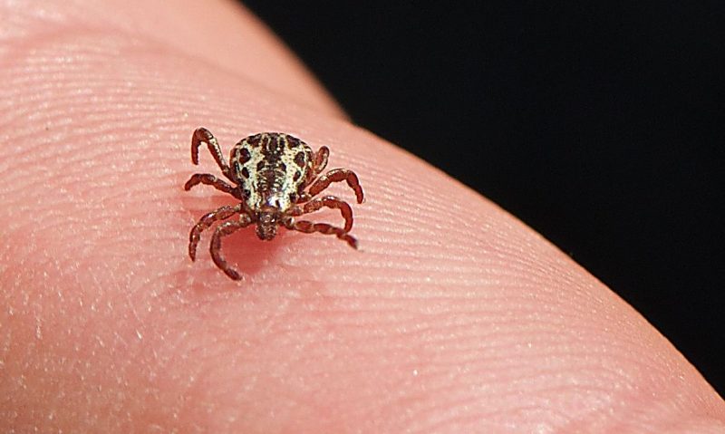 Rocky Mountain spotted fever is transmitted by ticks 