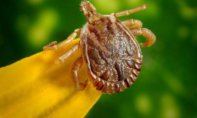 Spotted fever has killed four people in the past week in the interior of Sao Paulo.