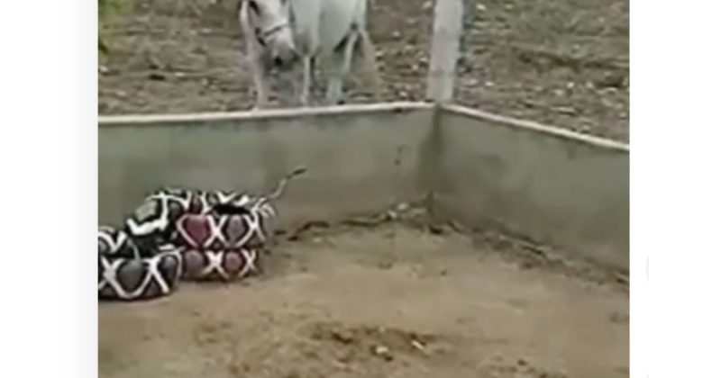 Cobra não era bem o que parecia