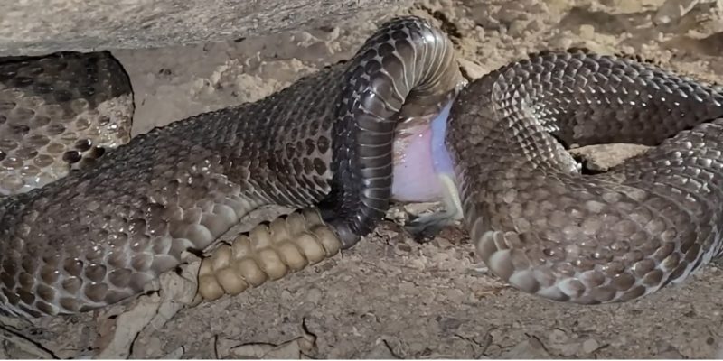 rattlesnake showing thorns after a night with a female