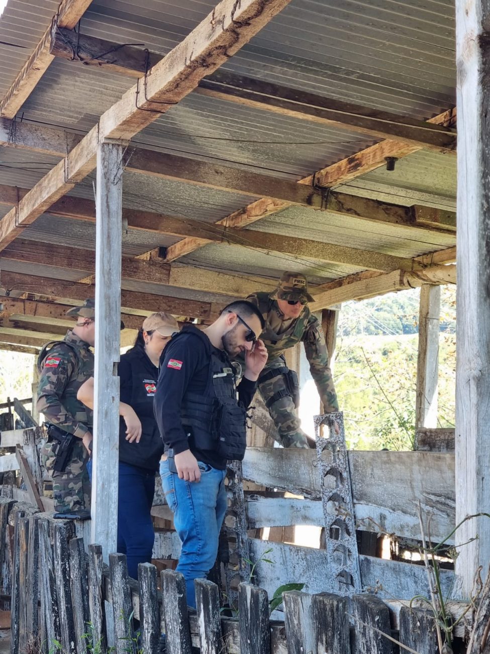 Cidasc police and veterinarians examined about 200 cattle and found no conclusive evidence of animal cruelty.  - Civil Police / Kaoagro / Reproduction