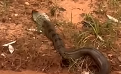 Cobra misteriosa em vídeo