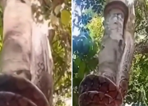 Cobras s&atilde;o nativas da &Aacute;sia e alimentam-se de diferentes esp&eacute;cies, como por exemplo mam&iacute;feros e aves – Foto: Internet/Reprodu&ccedil;&atilde;o/ND