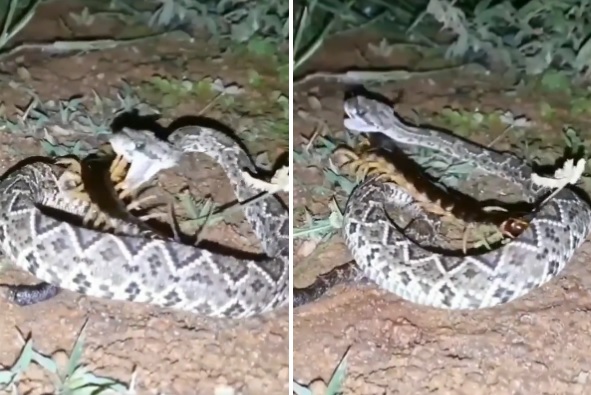 Registro chamou aten&ccedil;&atilde;o na internet – Foto: Internet/Reprodu&ccedil;&atilde;o/ND