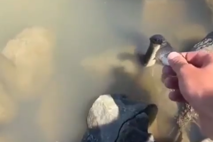 Cobra d'água pega peixe da mão de pescador