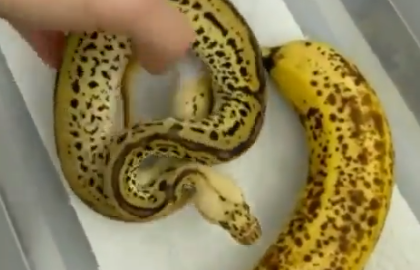 Cobra ao lado de banan