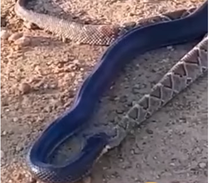 Vídeo flagra serpente azul devorando cascavel venenosa - Mega Curioso