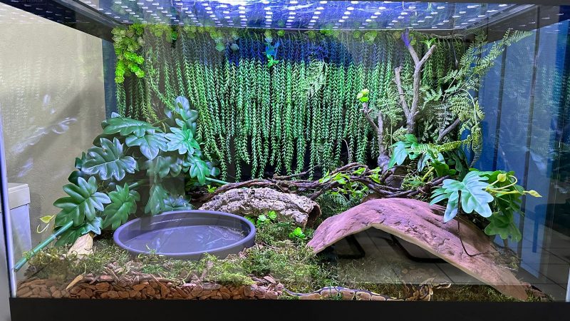 A cobra fica em um terr&aacute;rio no escrit&oacute;rio do empres&aacute;rio em Indaial – Foto: Cleberson Queosque/Reprodu&ccedil;&atilde;o/ND