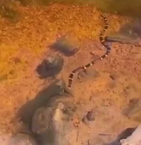 Biólogo explicou cena de cobra coral-verdadeira aquática 