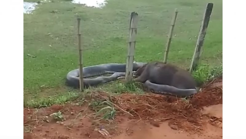 Sucuri dominou a capivara, mas não conseguiu comer