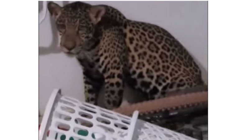 Onça entrou em casa de família não se sabe como