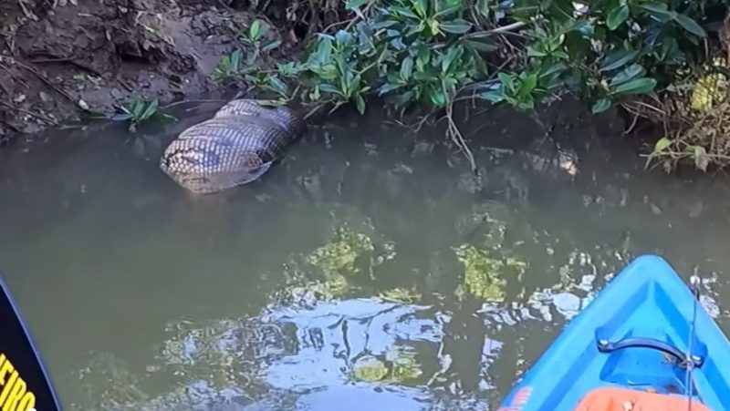 Sucuri estava à margem do riacho, fazendo digestão