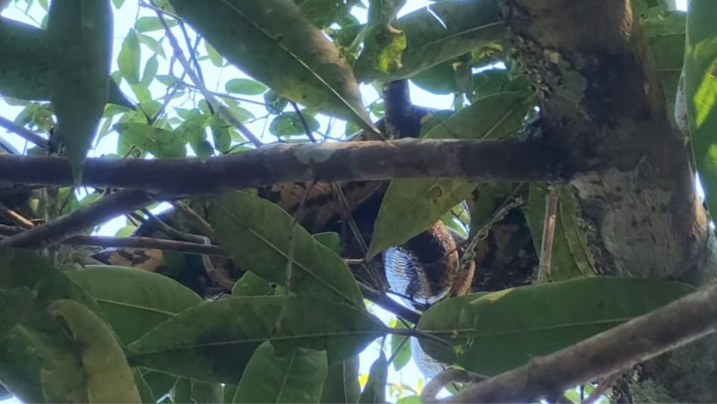Sucuri estava no topo de uma árvore, no rio Formoso