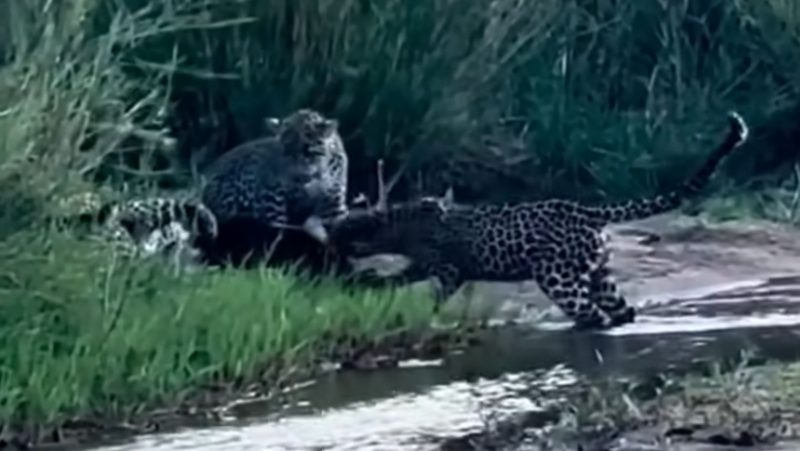 Texugo resiste bravamente ao ataque das onças