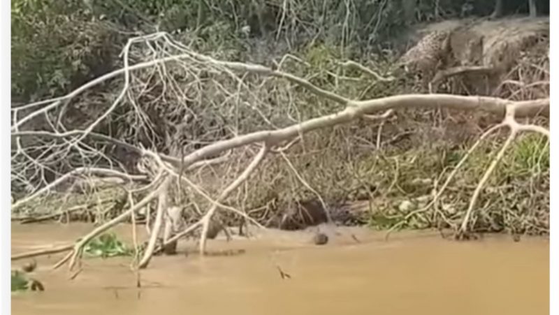 Onça quase se deu mal em duelo com ariranhas