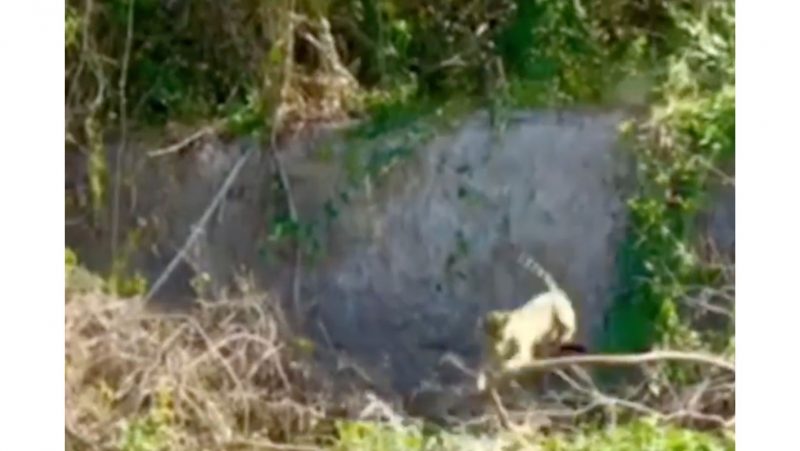 Onça faz voo impressionante para pegar a presa