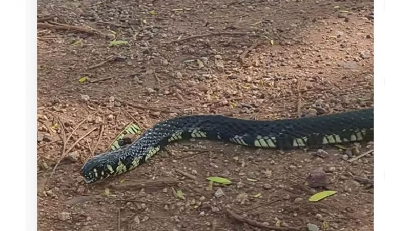 Caninana apareceu da vegetação, cruzando a via