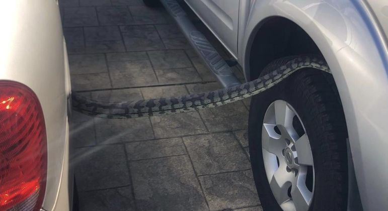 Cobra &eacute; flagrada &lsquo;deitada&rsquo; no pneu de dois carros – Foto: Divulga&ccedil;&atilde;o/ Reprodu&ccedil;&atilde;o/ND