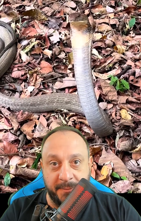 ‘Eu duvido que o cara n&atilde;o se borra’, diz bi&oacute;logo sobre barulho perturbador de cobra-rei – Foto: Reprodu&ccedil;&atilde;o/ND