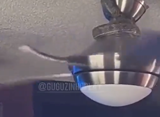 Cobra salta de cima de ventilador