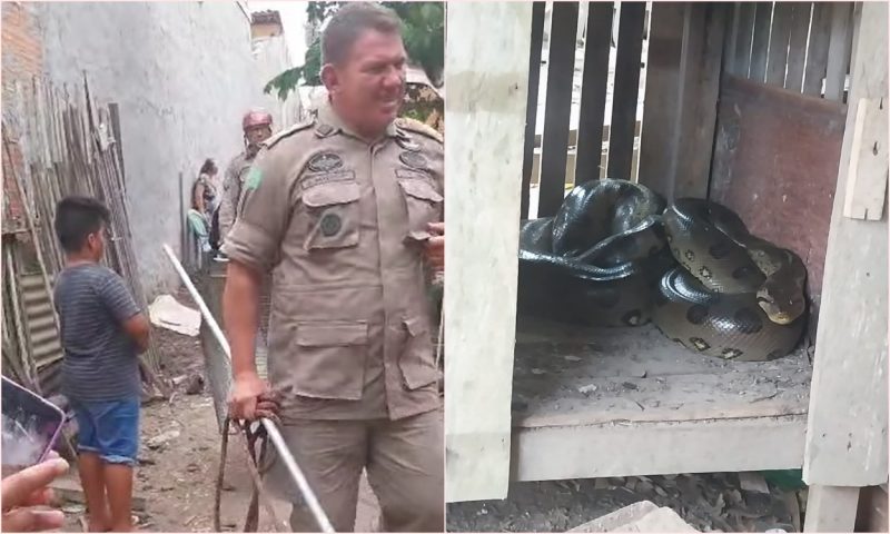 Incidente inusitado: Morador encontra cobra sucuri em seu quintal no bairro Pioneiro