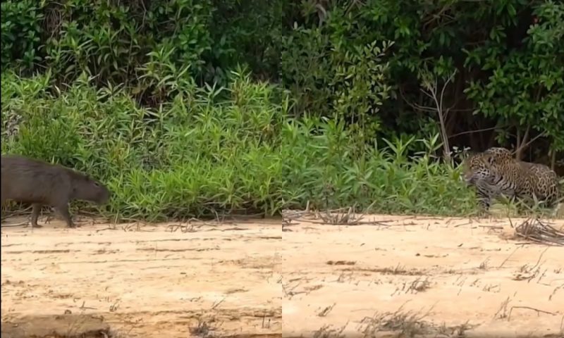 Onça e capivara chamam atenção de turistas no Pantanal
