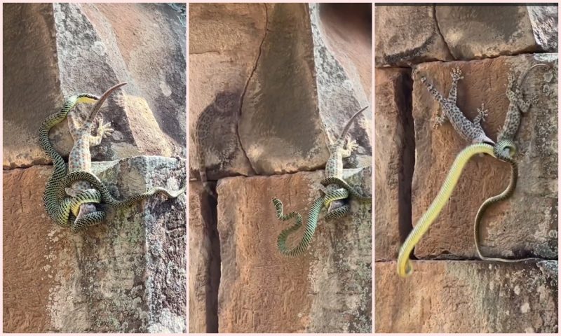 Largarto corajoso defende amigo de cobra 