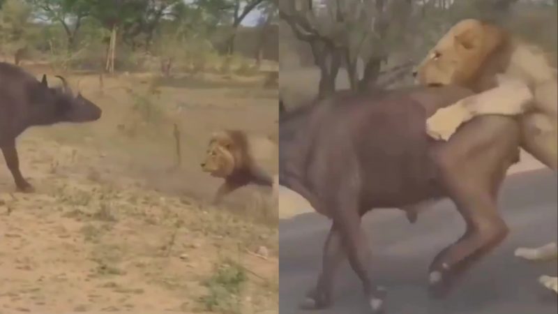 Leões fazem búfalo imenso de "gato e sapato" em via movimentada na África