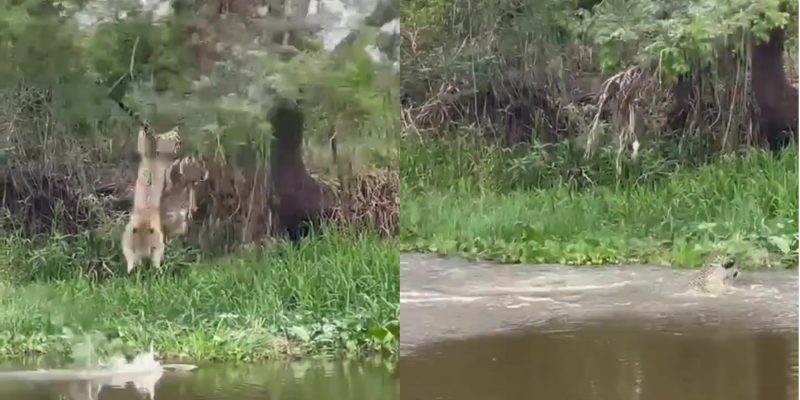 Onça-pintada da bote mortal e mergulha para atacar uma "presa misteriosa" submersa em um rio no Pantanal brasileiro