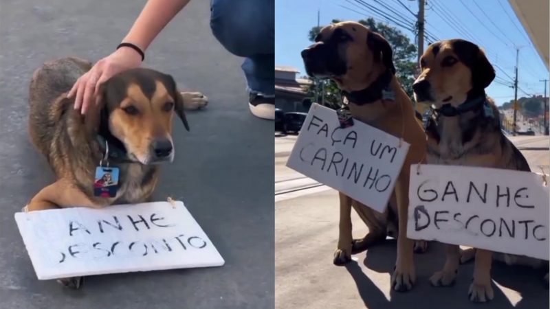 Os "cães frentistas" estavam com as placas penduradas no pescoço e receberam uma "enxurrada de carinho pelos clientes do local