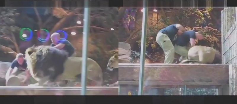 Leão feroz ataca próprio tratado em zoológico em Las Vegas, nos Estados Unidos