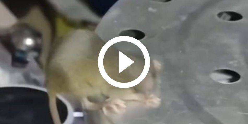 “Get Soft”: the mouse’s head gets stuck when trying to steal the treats;  video