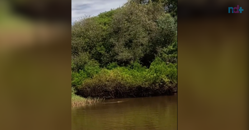 Pescador lan&ccedil;a isca para jacar&eacute; e se impressiona com o resultado – Foto: @tonimorais.pesca/Reprodu&ccedil;&atilde;o/ND