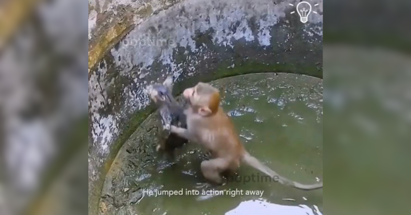 macaquinho herói salva gatinho de poço