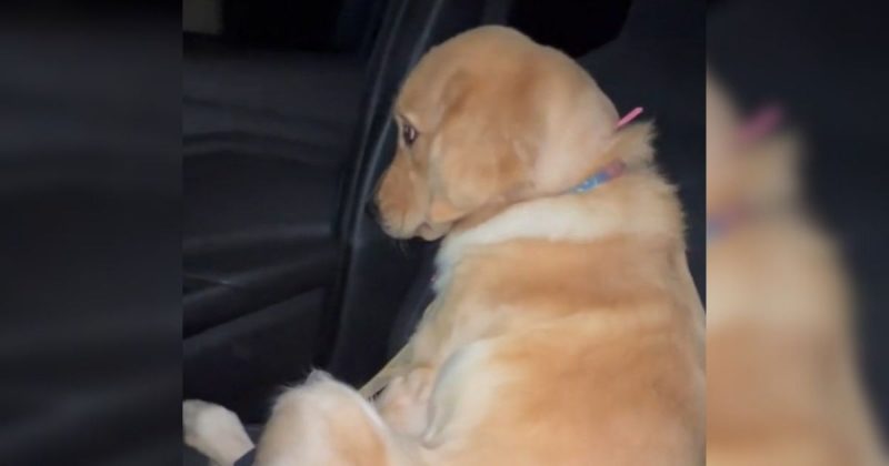 Golden é esquecida no pet e fica emburrada 