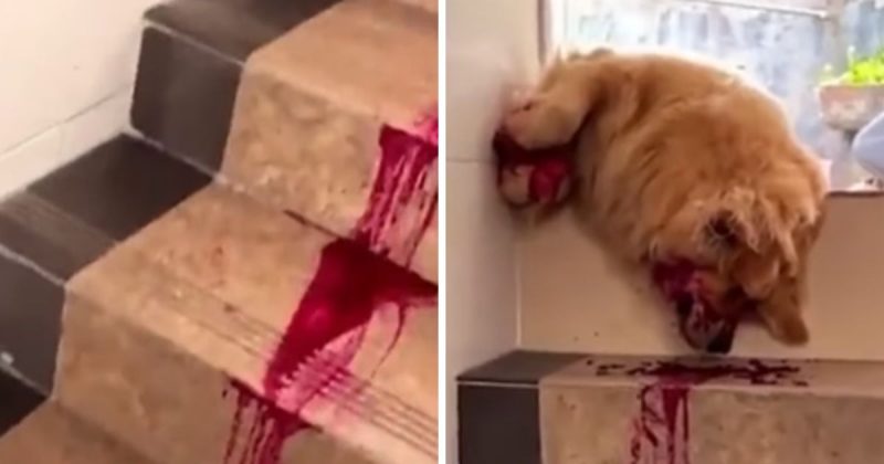 chow chow tomou groselha e olha no que deu