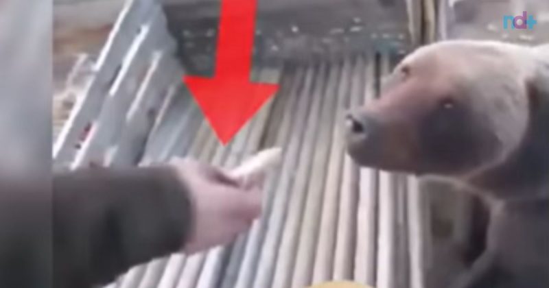 Usos são animais inteligentes e podem associar humanos com alimentos