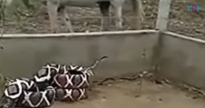 Você sabe que bichona é essa aí? Biólogo desvenda