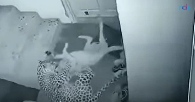 Onça ataca cachorro covardemente enquanto pet dormia