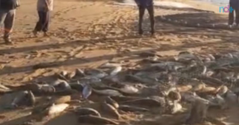 Mais de 300kg de tainha foram pescados em Itajaí 