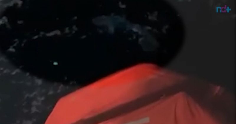 Tubarão rondava pescadores no momento do resgate