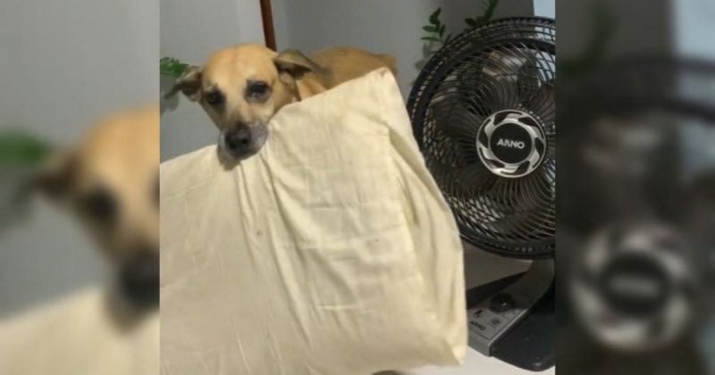 Cachorro carrega travesseiro pela casa